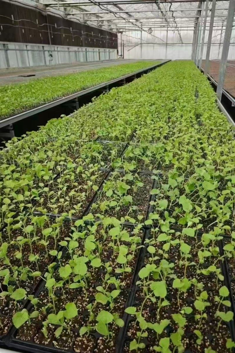 High-efficiency Seedling Cultivation Equipment price